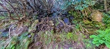Plants: image 13 Of 208 Thumb